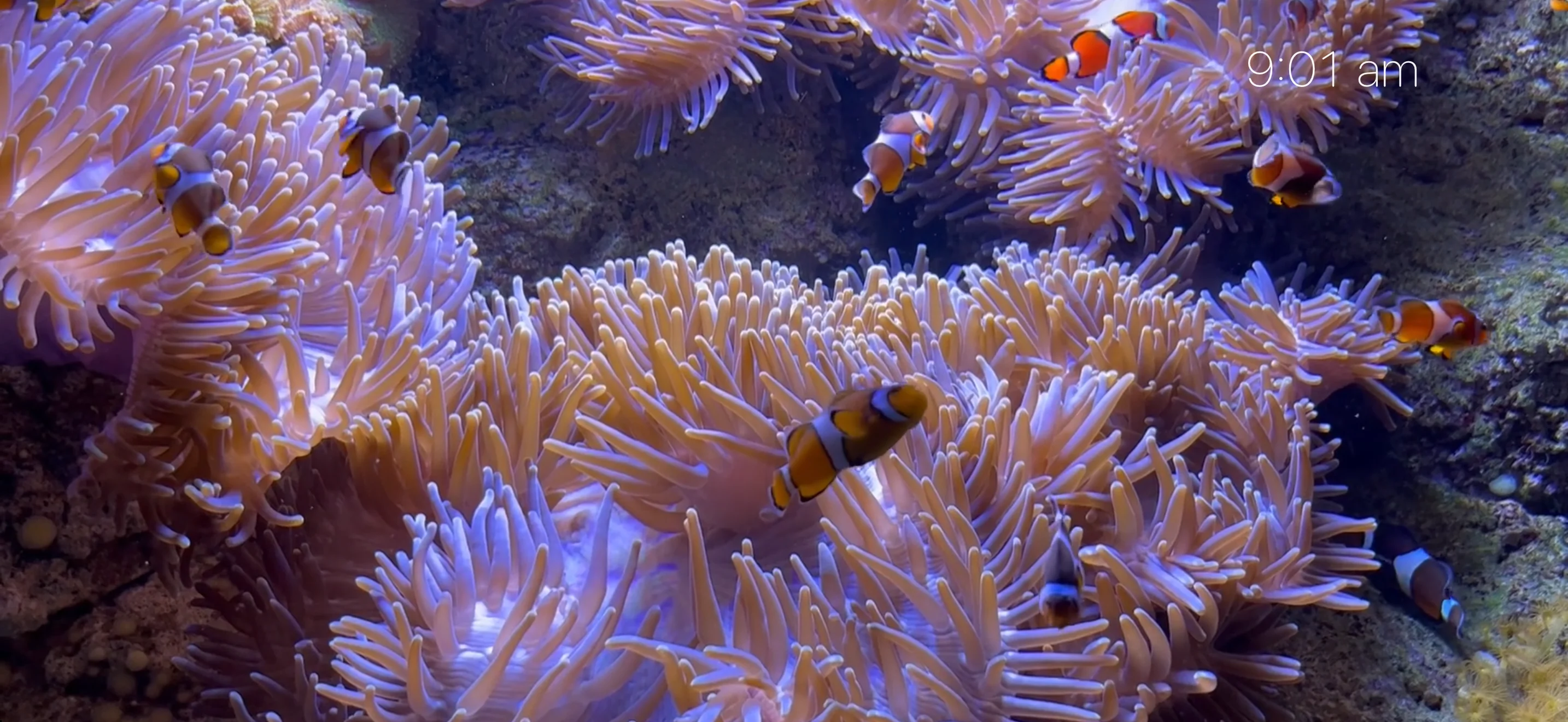 Aquarium Duo in landscape with clownfish, anemones and a transparent clock at the top right